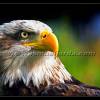 Fauna
