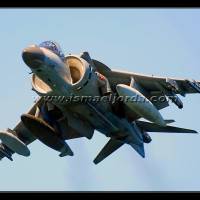 Harrier