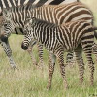 Fauna