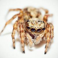 MACRO