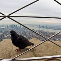 New York nos observa