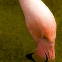 Fauna