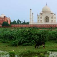 AGRA - TAJ MAHAL.