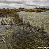 TABLAS DE DAIMIEL