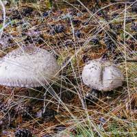 Macrolepiota Procera