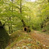 Bosque de Xedré