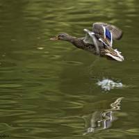 Imágenes realizadas en el Parque de Isabél la Católica de Gijón